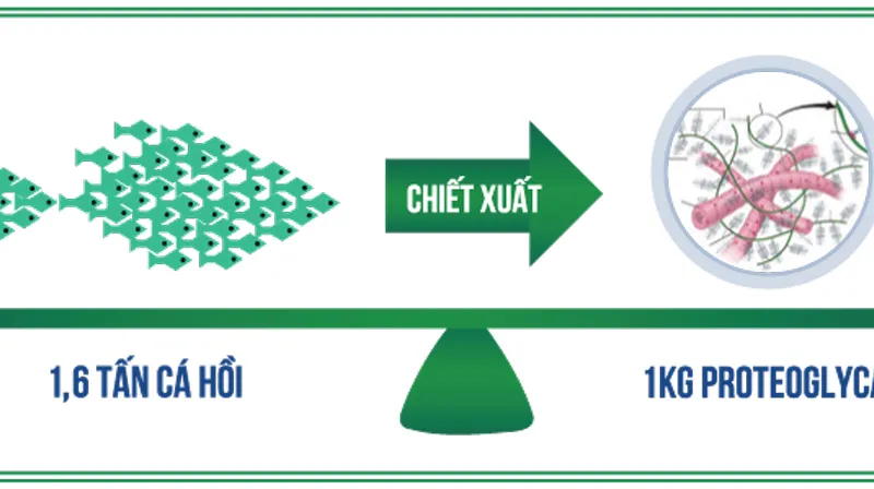 Hoạt chất từ sụn cá hồi Nhật Bản - Giải pháp đột phá cho người bệnh thoái hóa khớp