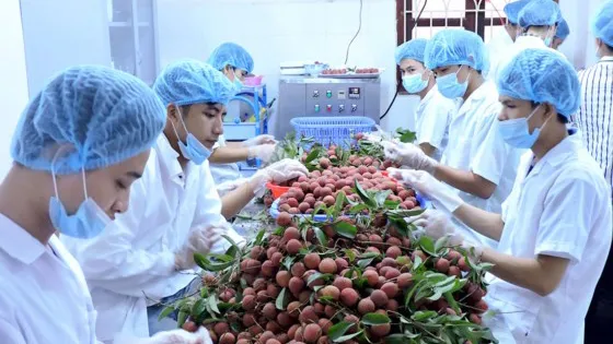 Đề nghị Nhật Bản đẩy nhanh việc cấp phép nhập khẩu hoa quả tươi của Việt Nam