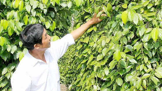 Người trồng hồ tiêu lo lắng vì giá giảm sâu