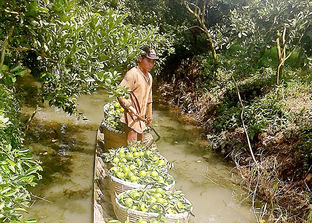 Thận trọng mở rộng diện tích cây có múi