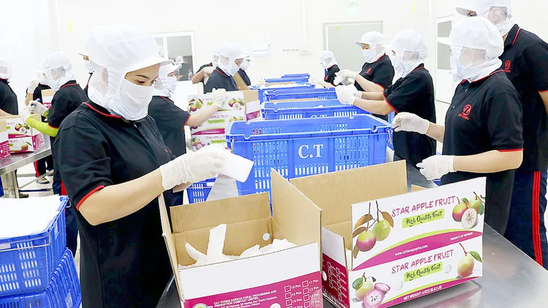 Hồi sinh cây vú sữa Tiền Giang
