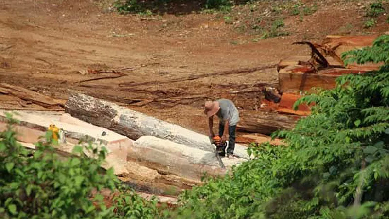 Tăng cường phòng chống khai thác, vận chuyển gỗ trái phép