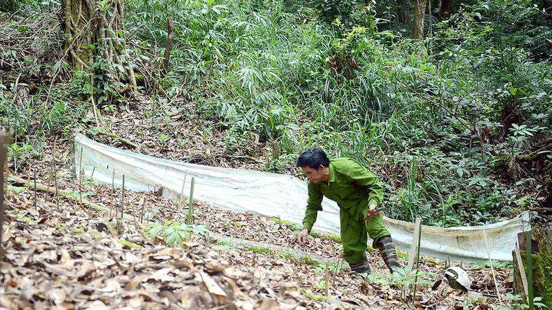 Một hộ dân trên huyện Tu Mơ Rông trồng sâm dưới tán rừng