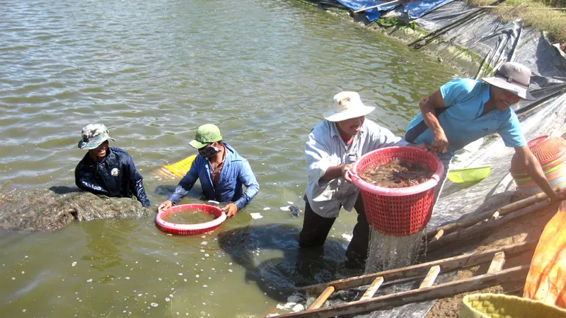 Giá tôm thấp, người nuôi “treo ao”