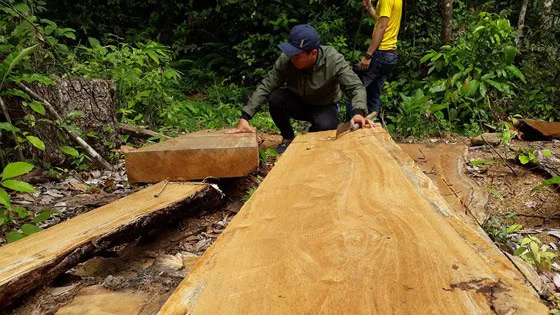 Kiểm tra vụ “công ty trồng rừng cưa cây tự nhiên”