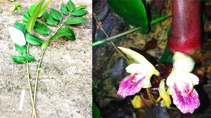 Gừng Vũ Quang - Zingiber vuquangense