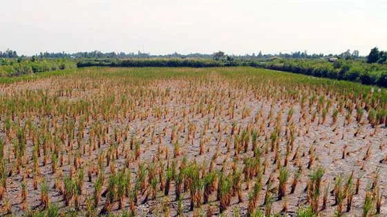 Quảng Ngãi: Xin hỗ trợ 90 tỷ đồng để lo chống hạn