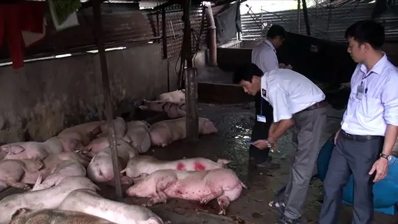 Đắk Lắk: Bùng phát dịch lở mồm long móng ở heo