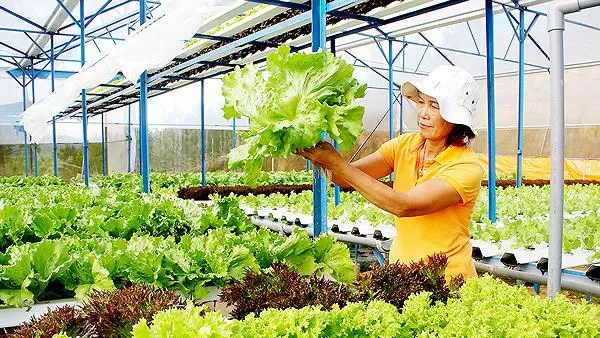 Tổ chức mô hình sản xuất theo chuỗi giá trị từng ngành nghề
