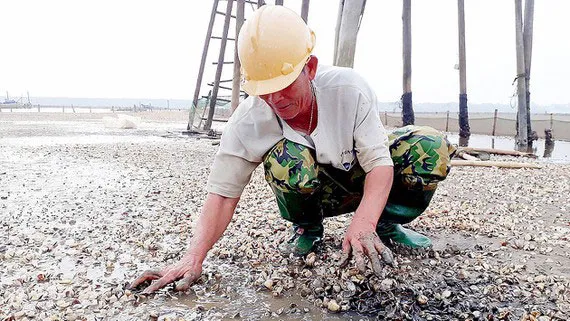 Thanh Hóa: Nghêu lại chết hàng loạt