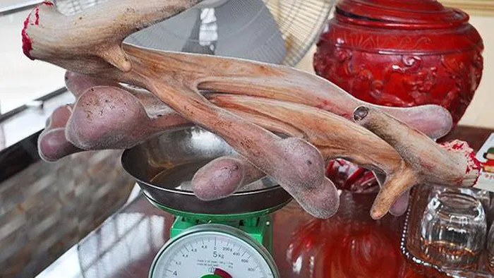  Cặp nhung hươu nặng hơn 4,8kg