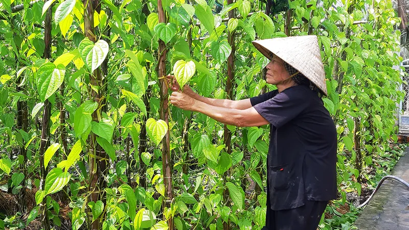 Khôi phục làng trầu Vị Thủy