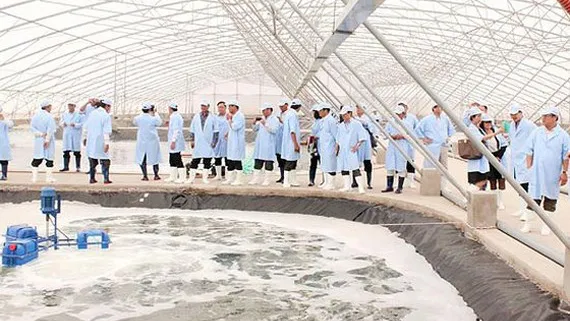 Thành lập liên minh tôm sạch và bền vững