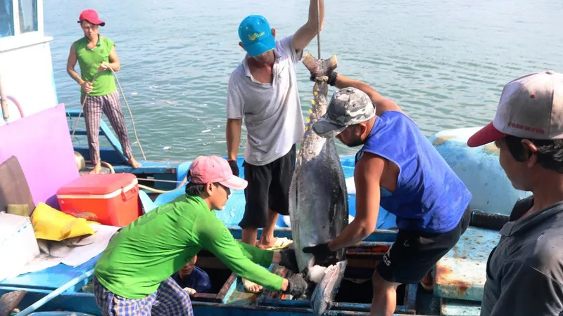 Ngư dân vận chuyển cá lên bờ tiêu thụ