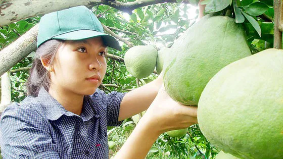 Bưởi Tân Triều rớt giá