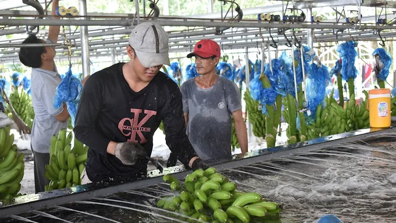Người lao động thu hoạch chuối tại một trang trại trồng chuối ở huyện Củ Chi, TPHCM. Nguồn: Thanhuytphcm