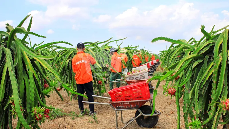 Thanh long ruột tím hồng độc đáo của Việt Nam (Ảnh do Công ty Hoàng Hậu cung cấp)
