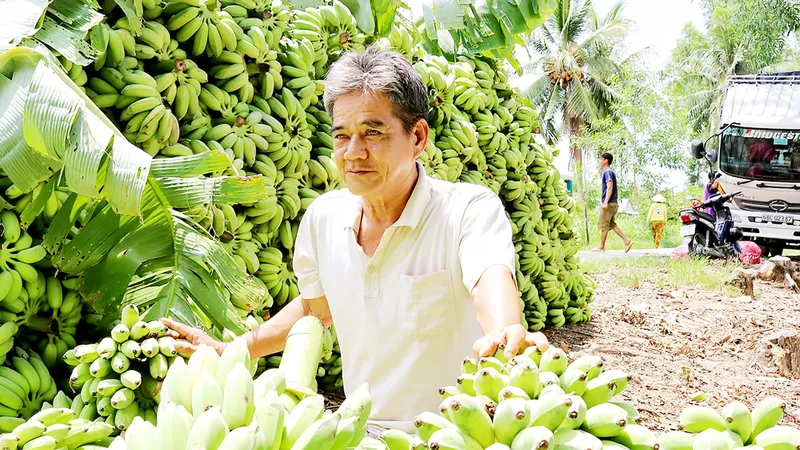Cây chuối vùng đệm U Minh Thượng giúp nông dân tăng thu nhập