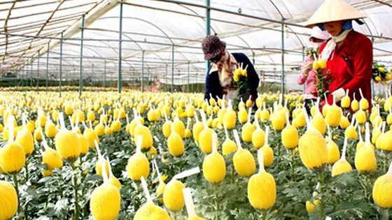 Nhiều loại rau, hoa tăng giá gấp đôi