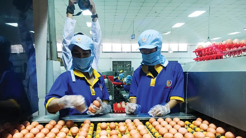 Làm sạch, đóng gói trứng tại Công ty cổ phần thực phẩm Vĩnh Thành Đạt. Ảnh: THANH HẢI