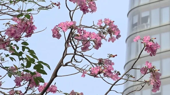 Những cung đường ngắm hoa kèn hồng người trẻ yêu thích