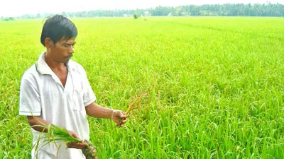 Trà Vinh: Chuyển đổi hơn 1.500ha đất trồng lúa sang cây trồng khác