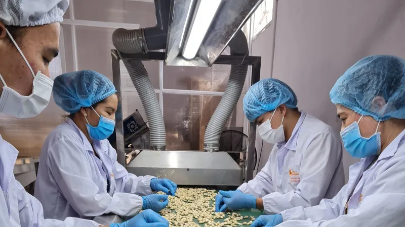 Dây chuyền sản xuất hạt điều xuất khẩu tại Công ty TNHH Hạt điều Vàng