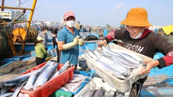 Tháng 10, EC sang Việt Nam kiểm tra IUU