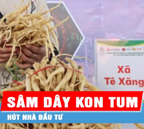 Sâm dây Kon Tum hút nhà đầu tư