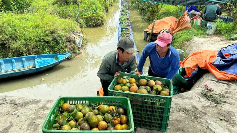 ĐBSCL: Giá cam còn 2.000 đồng/kg, thương lái vẫn không mua
