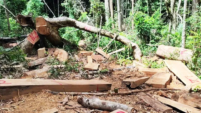 Bình Định: Khởi tố 1 bảo vệ rừng cùng 3 "lâm tặc" cấu kết khai thác gỗ trái phép