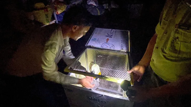 Giao nộp gà lôi trắng bay lạc vào quán nước ở Huế