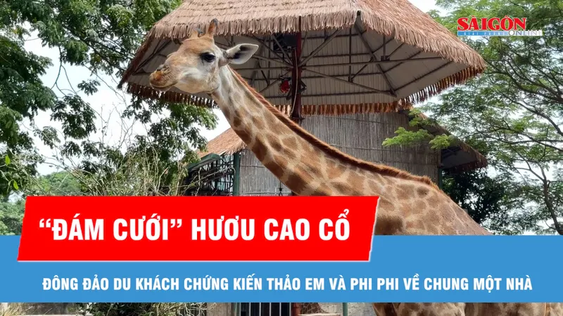 Thảo Cầm Viên Sài Gòn tổ chức đám cưới cho hươu cao cổ Thảo Em