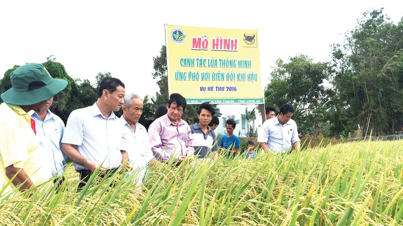 Canh tác lúa thông minh thích ứng với biến đổi khí hậu: Nhân rộng khắp 13 tỉnh thành ĐBSCL