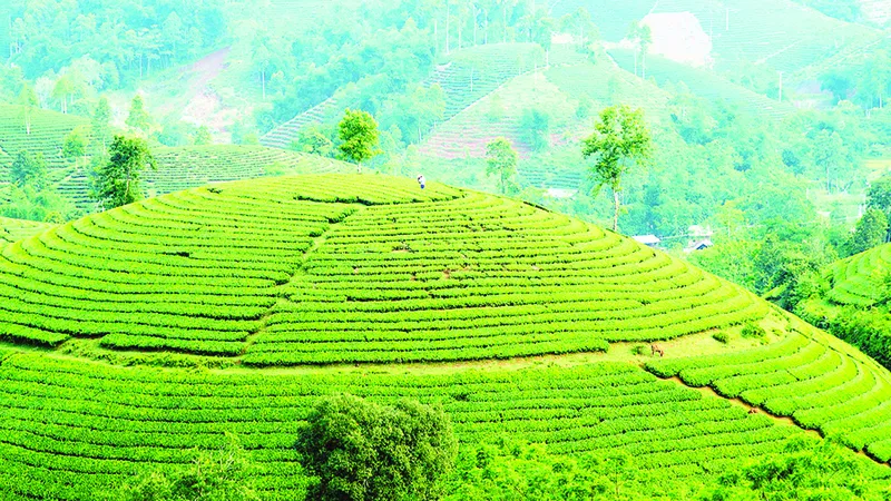 Say đắm nông trường chè