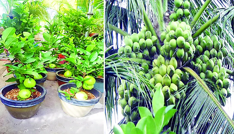 Đi Co.opmart mua cây ổi có trái giá chỉ 50.000đồng/cây