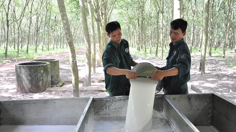 Cao su tìm đường vượt khó