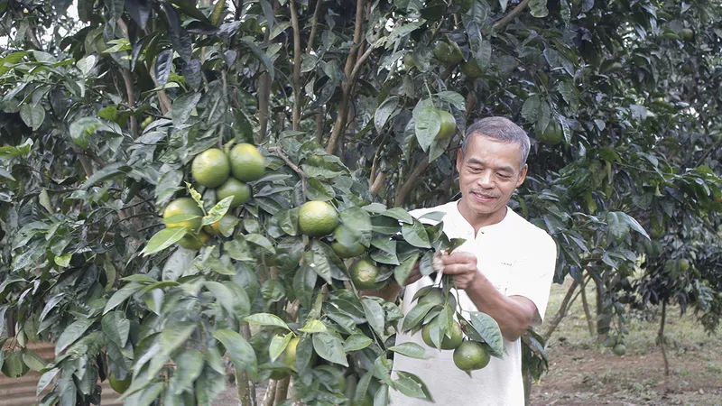 Vườn cam Vinh của ông Thắng thành công trên vùng đất Quảng Nam