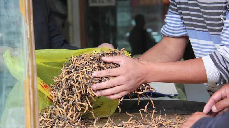 Thật - giả “tiên dược” đông trùng hạ thảo - Bài 2: Chi tiền tỷ mua... niềm tin