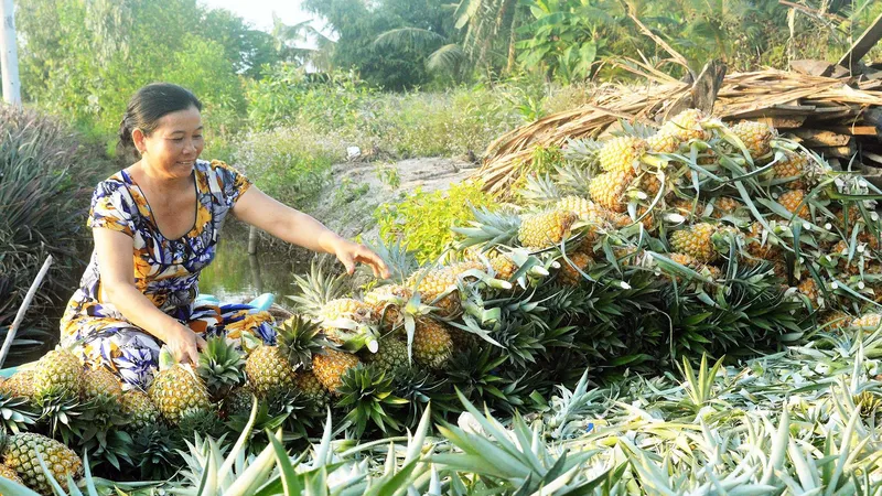 Giúp nông dân thích ứng với biến đổi khí hậu 