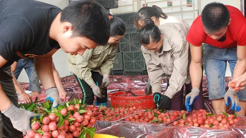 Các bộ, ngành, địa phương hỗ trợ xuất khẩu vải thiều