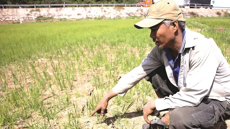Ruộng lúa tại Quảng Trị nứt nẻ. Ảnh: NGUYỄN HOÀNG 