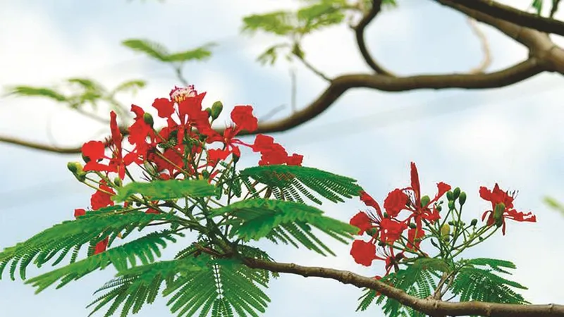 Gọi tên tháng sáu