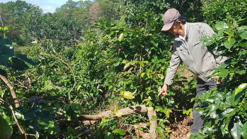 Tây Nguyên tái diễn nạn chặt phá cây trồng
