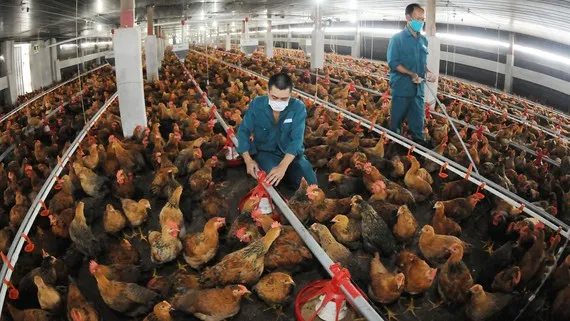 Cần có chính sách “phúc lợi” cho động vật