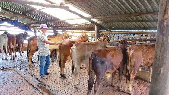 Đồng Nai: Khuyến khích người dân chuyển sang nuôi bò vỗ béo