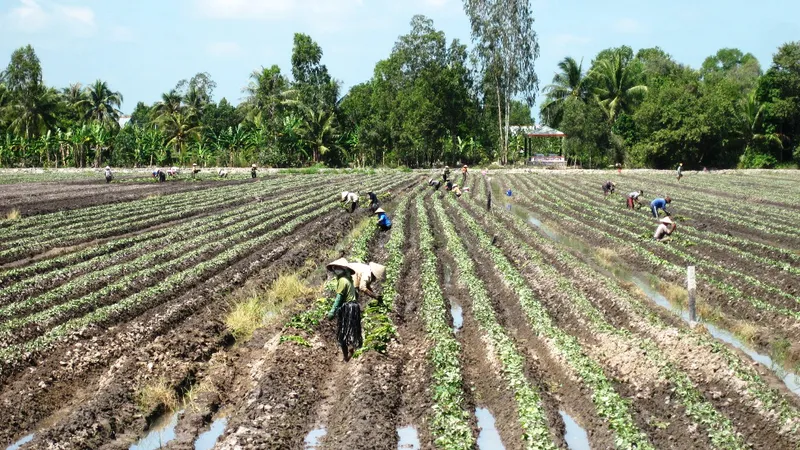 Cù lao mía chuyển mình