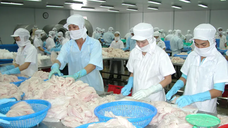 Chế biến cá ba sa tại tỉnh Đồng Tháp. Ảnh: CAO THĂNG