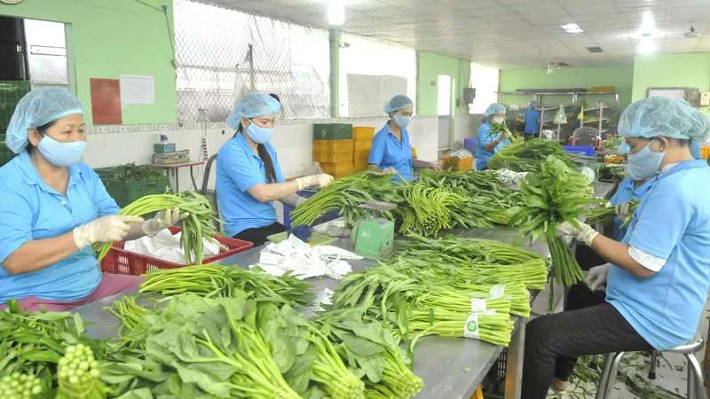 Nông nghiệp hướng đến chế biến sau thu hoạch