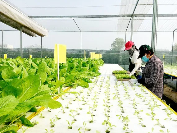 Đưa cán bộ trẻ về 7 hợp tác xã nông nghiệp